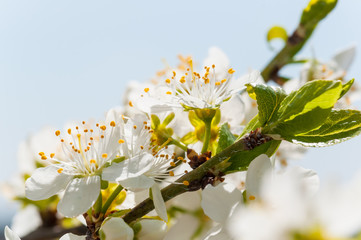 Seasonal spring white plum flowers blossoming. Blossom of plum orchard in Poland