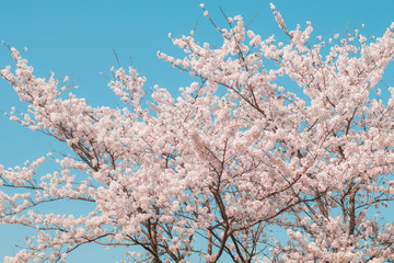 Beautiful cherry blossom sakura in spring time with sky  background in Japan.
