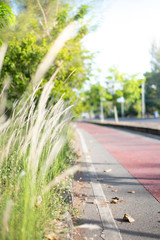 Feather Grass or Needle Grass in field with sunlight and red lane in background, Selective focus
