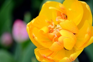 Delicate yellow tulip closeup, spring flower