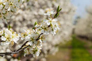 Seasonal spring white plum flowers blossoming. Blossom of plum orchard in Poland