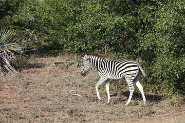 Steppenzebra / Burchell's Zebra / Equus burchellii...