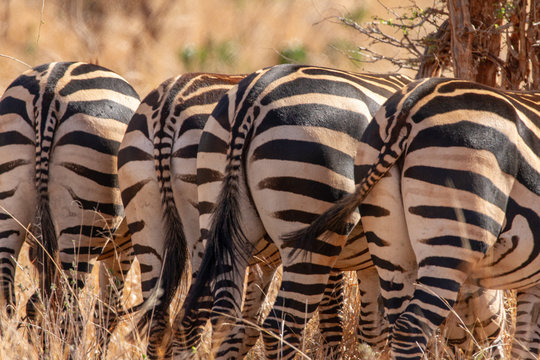 Four zebra butts in Africa