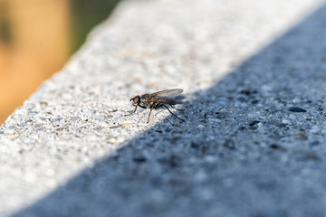 Fliege an der Schattengrenze