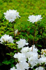 azalea flower