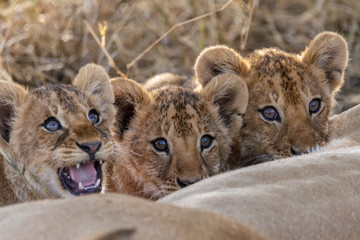 Three lion cubs nursing their mother