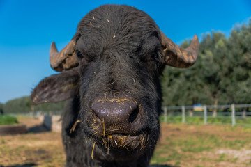 Water Buffalo in Southern Italy