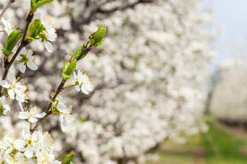 Seasonal spring white plum flowers blossoming. Blossom of plum orchard in Poland