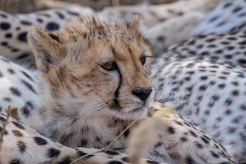 Cheetah cub in Serengeti National Park