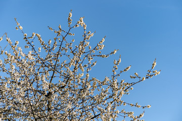 Apfelbaum in voller Blüte
