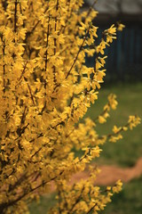 Bush with yellow flowers on a blurred background.
