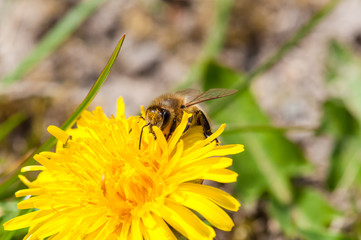 Worker bee on dandelion during spring macro