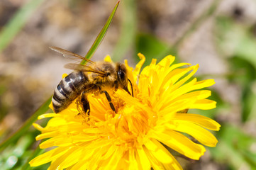Worker bee on dandelion during spring macro
