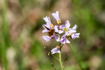 Bee Fly on Cuckooflowers in Springtime