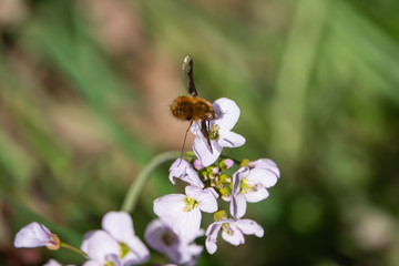 Bee Fly on Cuckooflowers in Springtime