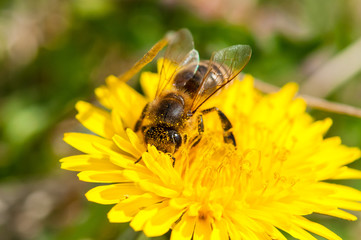 Worker bee on dandelion during spring macro