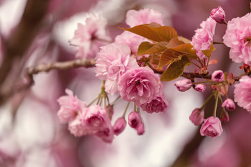 Fototapeta na wymiar Sakura cherry blossom