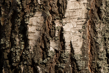 Bark of a tree macro. Close Up Bark of a deciduous tree