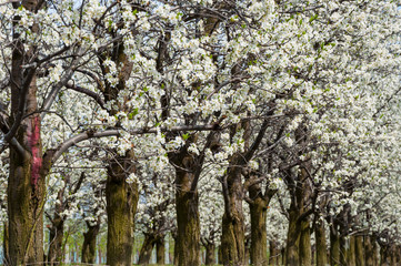 Seasonal spring white plum flowers blossoming. Blossom of plum orchard in Poland