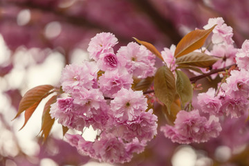 Sakura cherry blossom
