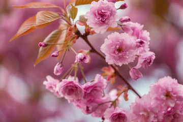 Fototapeta na wymiar Sakura cherry blossom