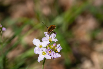Bee Fly on Cuckooflowers in Springtime