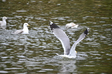 seagull  in flight