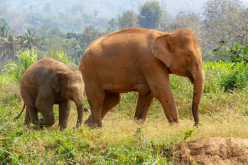 Fototapeta na wymiar Mom and baby elephant walking in Thailand