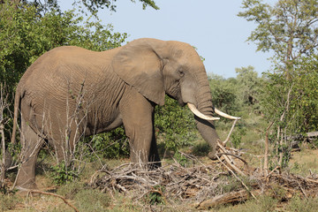 Afrikanischer Elefant / African elephant / Loxodonta africana