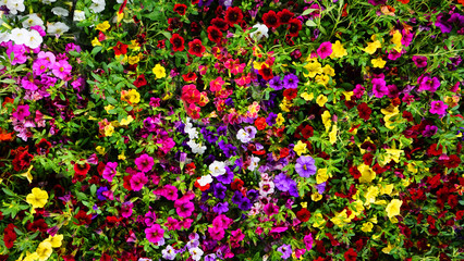calibrachoa Million Bells flower background