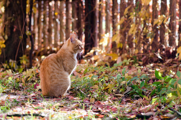 A rural cat observing the countryside in autumn