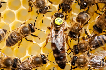 Closeup of bees on the honeycomb in beehive, apiary, selective focus