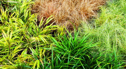 green exotic grass texture