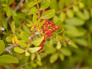 Pistacia lentiscus - Pistachier lentisque en fleurs