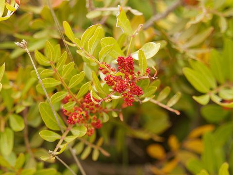 Pistachier lentisque (Pistacia lentiscus) en fleurs dans la garrigue proven&ccedil;ale .