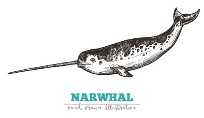 Hand drawn vector narwhal. Sketch engraving illustration of whale - obrazy, fototapety, plakaty