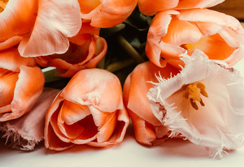 Live coral color of the year 2019 on the minimum composition, the pattern of bouquet of tulips, abstract background. Trendy color