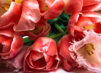 Live coral color of the year 2019 on the minimum composition, the pattern of bouquet of tulips, abstract background. Trendy color