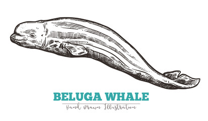 Hand drawn vector beluga whale. Sketch engraving illustration of whale © alexrockheart