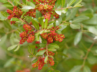 Pistachier lentisque (Pistacia lentiscus) en fleurs dans la garrigue provençale