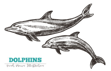 Hand drawn vector dolphins. Sketch engraving illustration of whale © alexrockheart