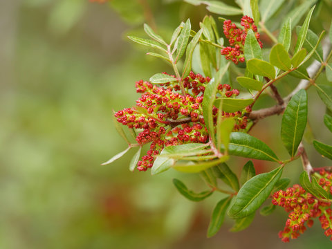 Pistachier lentisque (Pistacia lentiscus) en fleurs dans la garrigue proven&ccedil;ale .