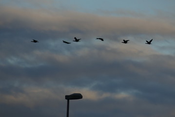 群れる鳥