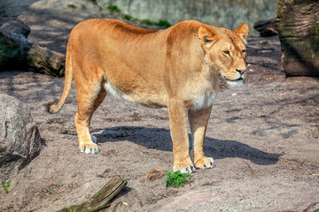 Obraz premium wild beautiful lion female in the natural area 