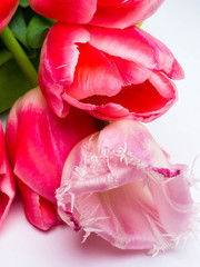 Bouquet of spring flowers, fresh pink tulips on white background.