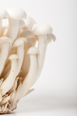 Shimeji mushroom on white background.