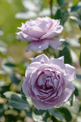 Blooming Mauve or mauve blend rose in the garden on a sunny day.