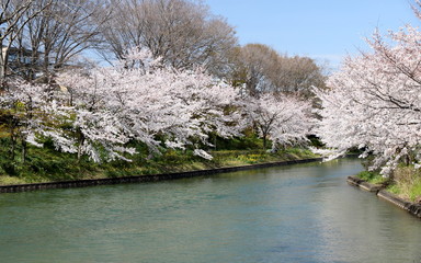 The cherry blossoms around the Uji Canal in Fushimi Ward, Kyoto
