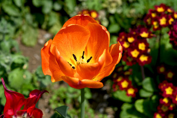 オレンジ色のチューリップ