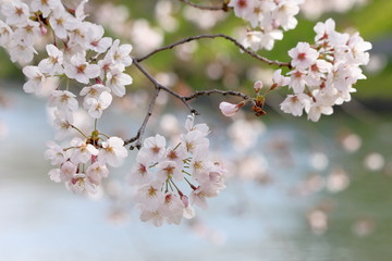 The cherry blossoms around the Uji Canal in Fushimi Ward, Kyoto